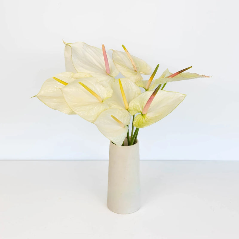 anthurium centerpieces Buy Wholesale Anthurium Fair Maiden Tropical Flower in Bulk