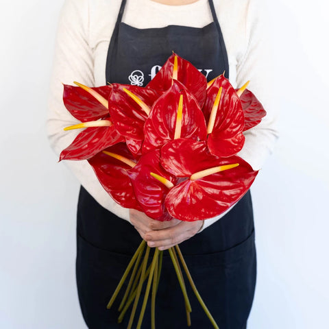 anthurium ring of fire Buy Wholesale Anthurium Fire Red Tropical Flower in Bulk