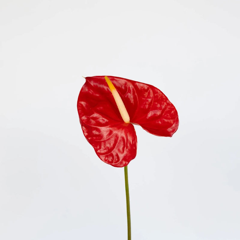 Anthurium Fire Red Tropical Flower Stem - Image