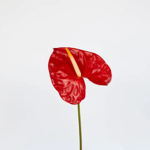 Anthurium Fire Red Tropical Flower Stem - Image