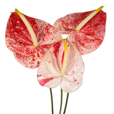 Anthurium Firecracker Tropical Flower Close Up - Image