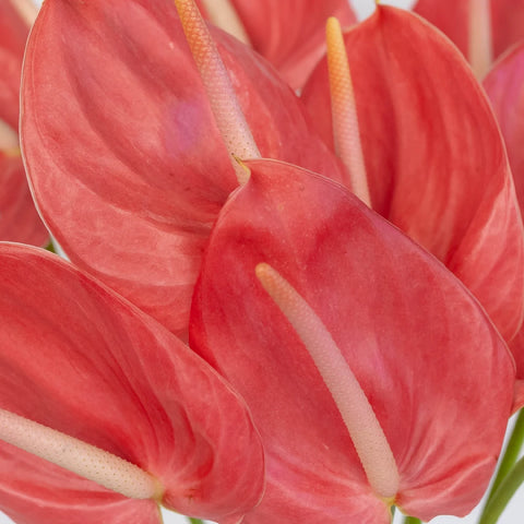 Anthurium Hot Pink Tropical Flower Close Up - Image