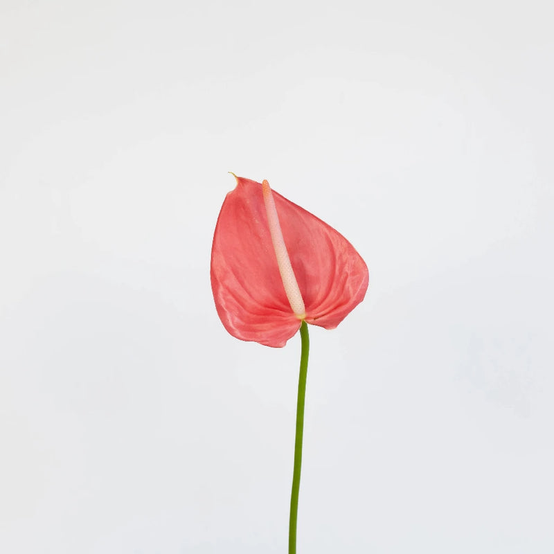 Anthurium Hot Pink Tropical Flower Stem - Image