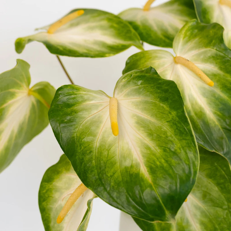 Anthurium Key Lime Tropical Flower Close Up - Image
