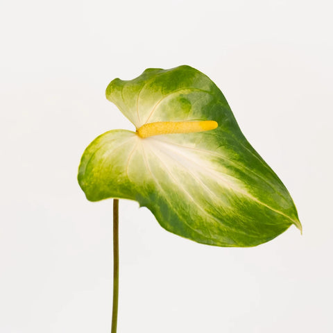 Anthurium Key Lime Tropical Flower Stem - Image
