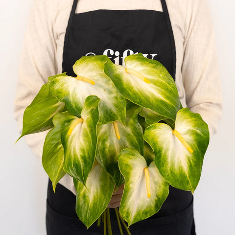 Anthurium Key Lime Tropical Flower - Image