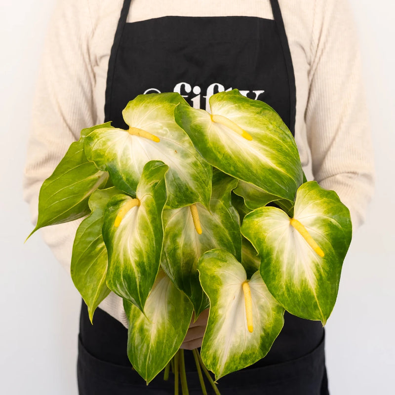 Anthurium Key Lime Tropical Flower - Image
