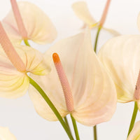 Anthurium Lime Burst Obake Flower Close Up - Image