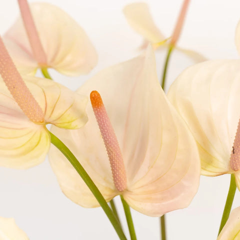 Anthurium Lime Burst Obake Flower Close Up - Image