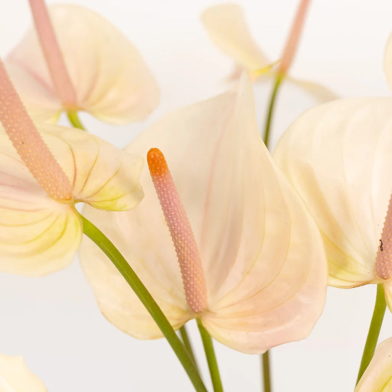 Anthurium Lime Burst Obake Flower Close Up - Image