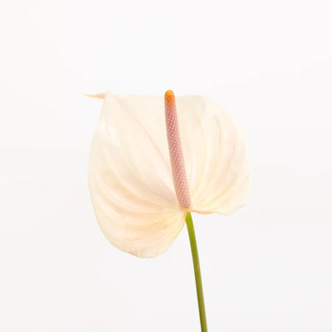 Anthurium Lime Burst Obake Flower Stem - Image