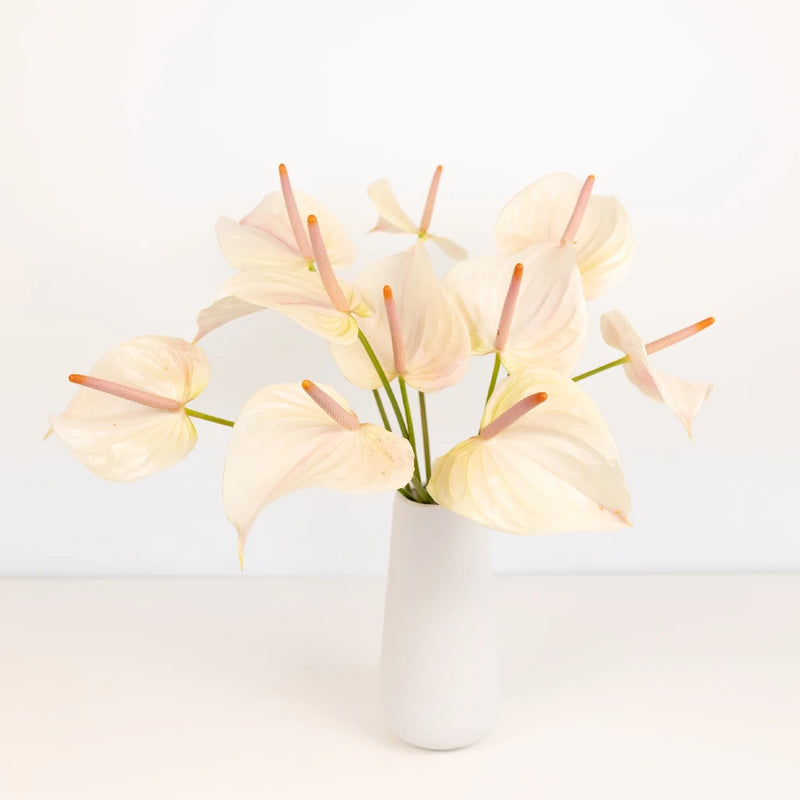 Anthurium Lime Burst Obake Flower Vase - Image