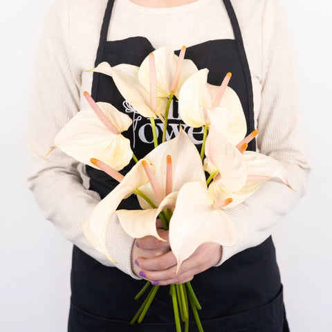 Anthurium Lime Burst Obake Flower - Image