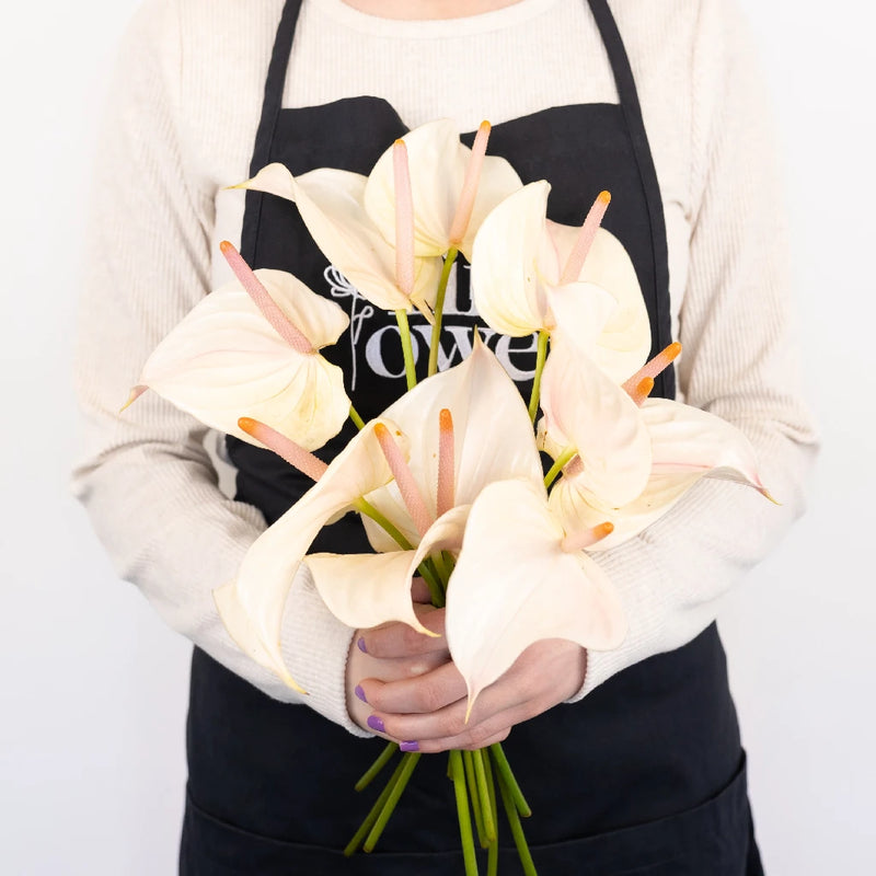 Anthurium Lime Burst Obake Flower - Image