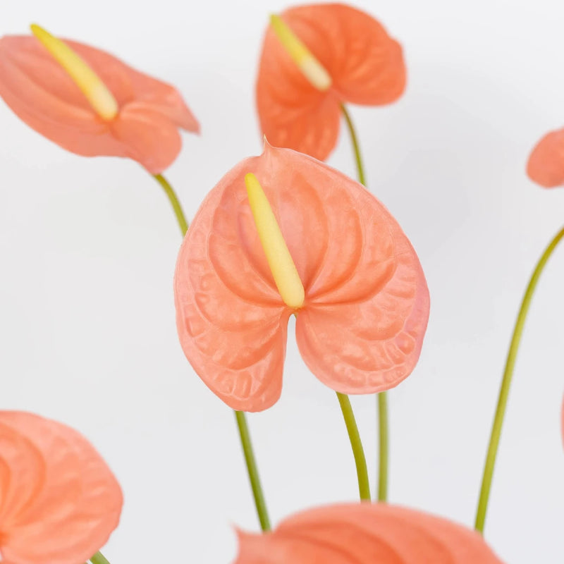 Anthurium Peach Tropical Flower Close Up - Image