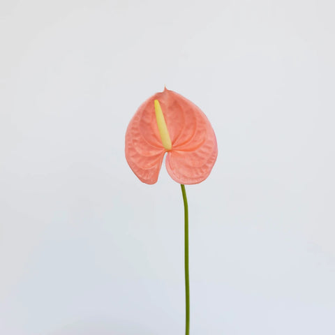 Anthurium Peach Tropical Flower Stem - Image