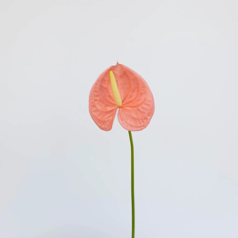 Anthurium Peach Tropical Flower Stem - Image