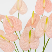 Anthurium Pink Tropical Flower Close Up - Image