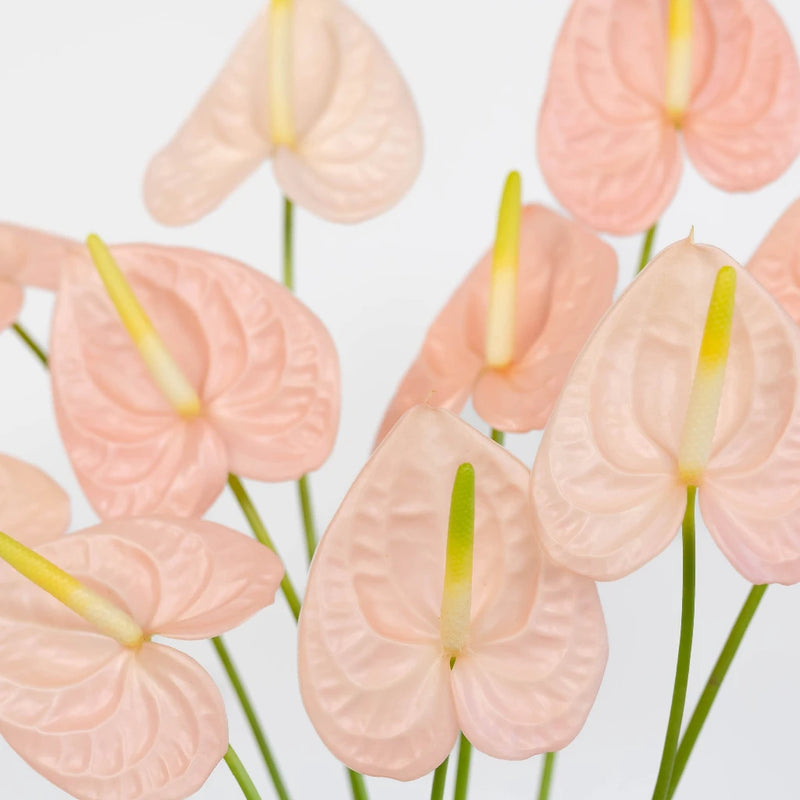 anthurium flower pink Buy Wholesale Anthurium Pink Tropical Flower in Bulk