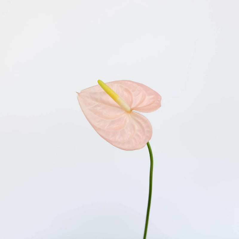 Anthurium Pink Tropical Flower Stem - Image