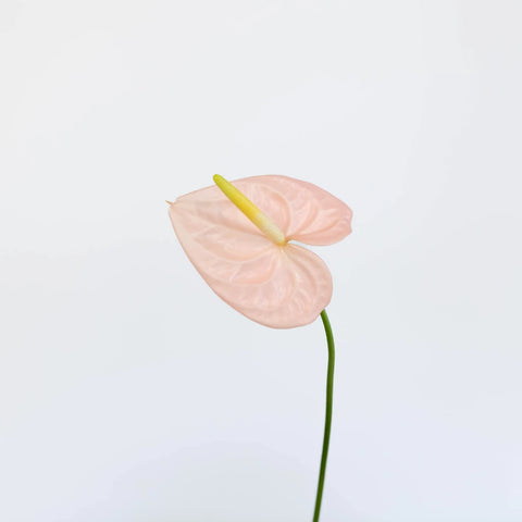 Anthurium Pink Tropical Flower Stem - Image