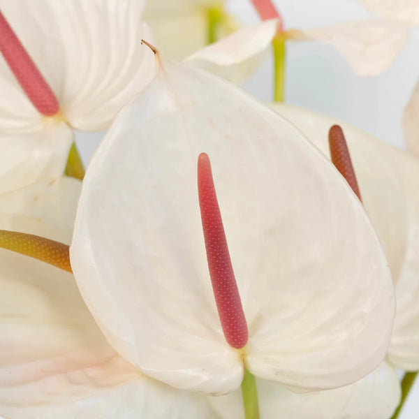 fresh cut anthurium flowers Buy Wholesale Anthurium Seashell White Tropical Flower in Bulk