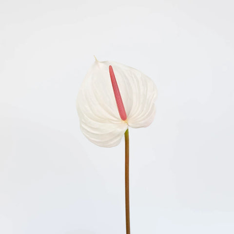 Anthurium Seashell White Tropical Flower Stem - Image