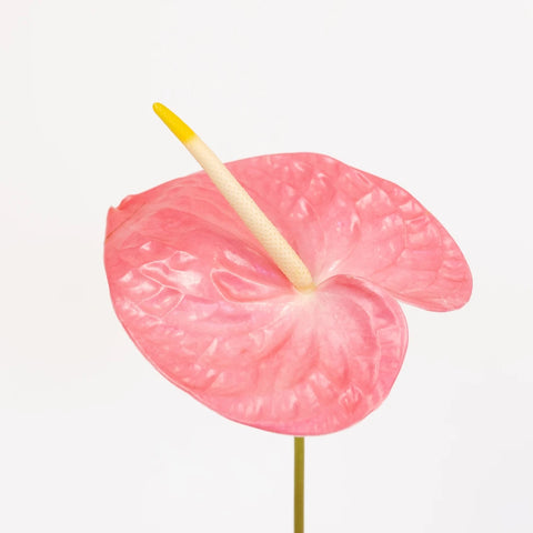 Anthurium Summer Crush Blush Tropical Flower Close Up - Image