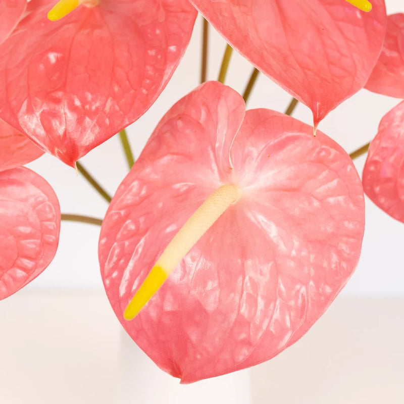 Anthurium Summer Crush Blush Tropical Flower - Image