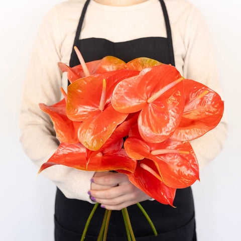 Anthurium Watermelon Obake Flower Apron - Image