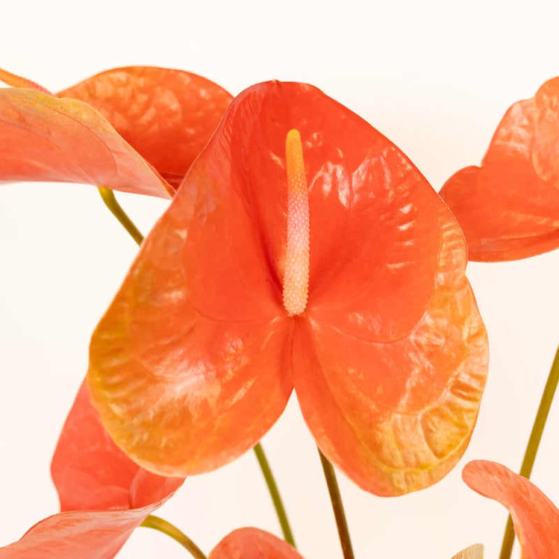 Anthurium Watermelon Obake Flower Close Up - Image