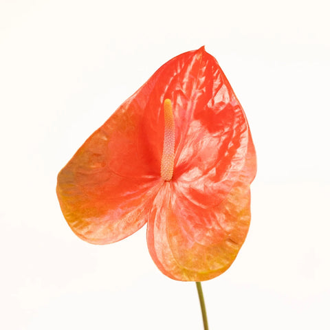 Anthurium Watermelon Obake Flower Stem - Image