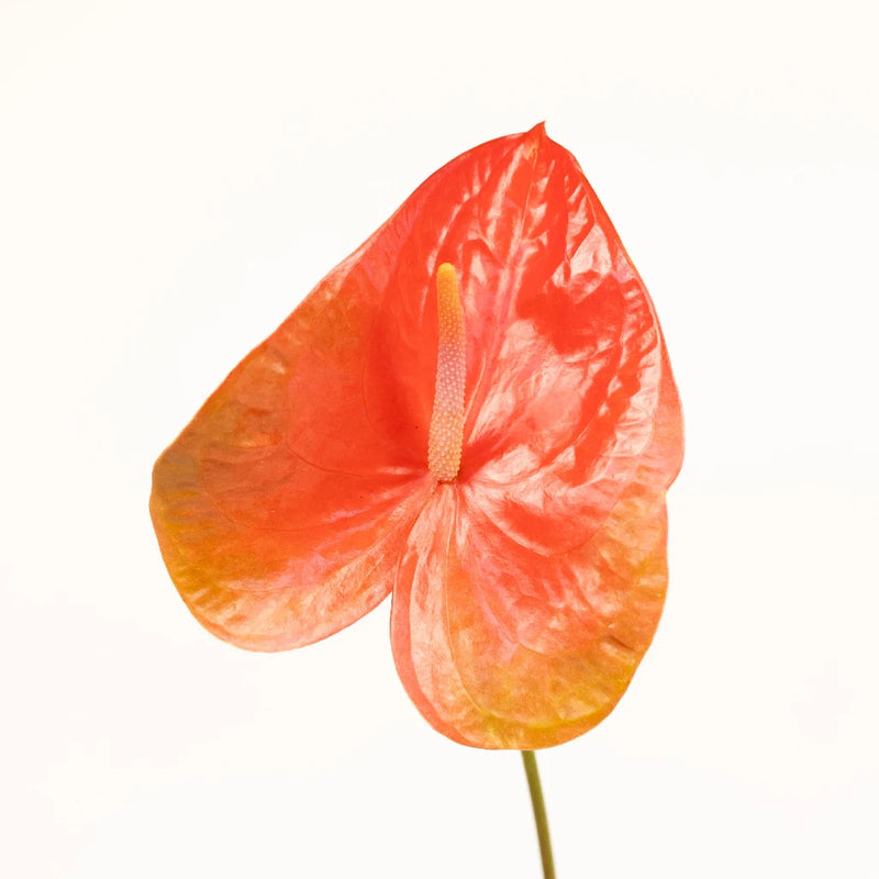 Anthurium Watermelon Obake Flower Stem - Image