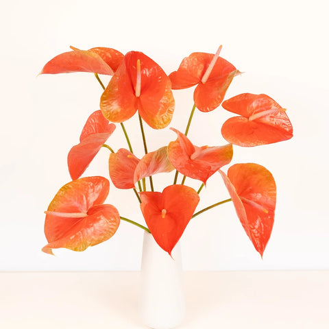 Anthurium Watermelon Obake Flower Vase - Image