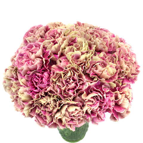 Antigua Cream and Berry Pink Carnation Flowers In a vase