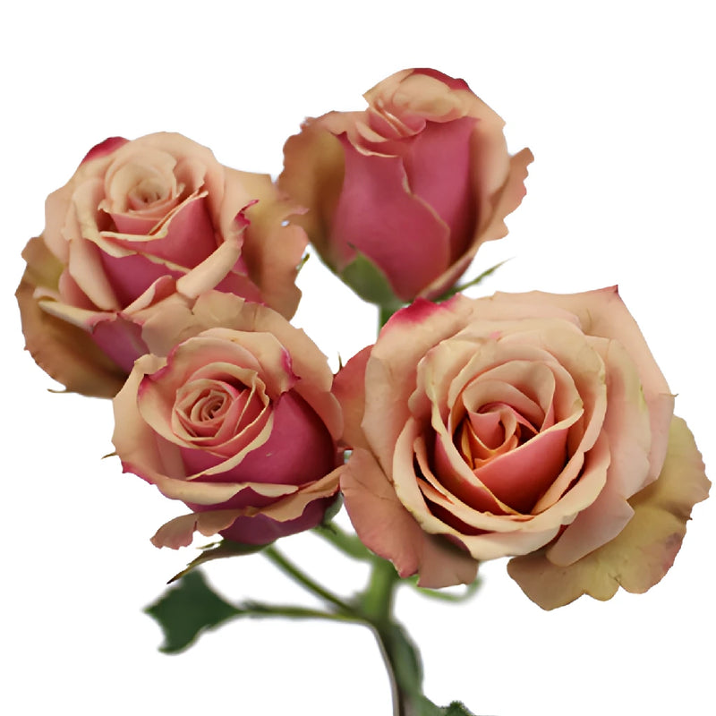 Antique Pink Spray Roses
