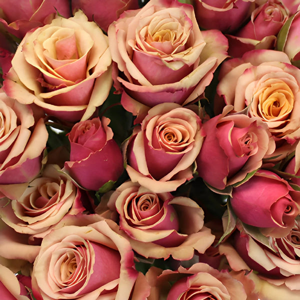antiqua-spray-roses-closeup-