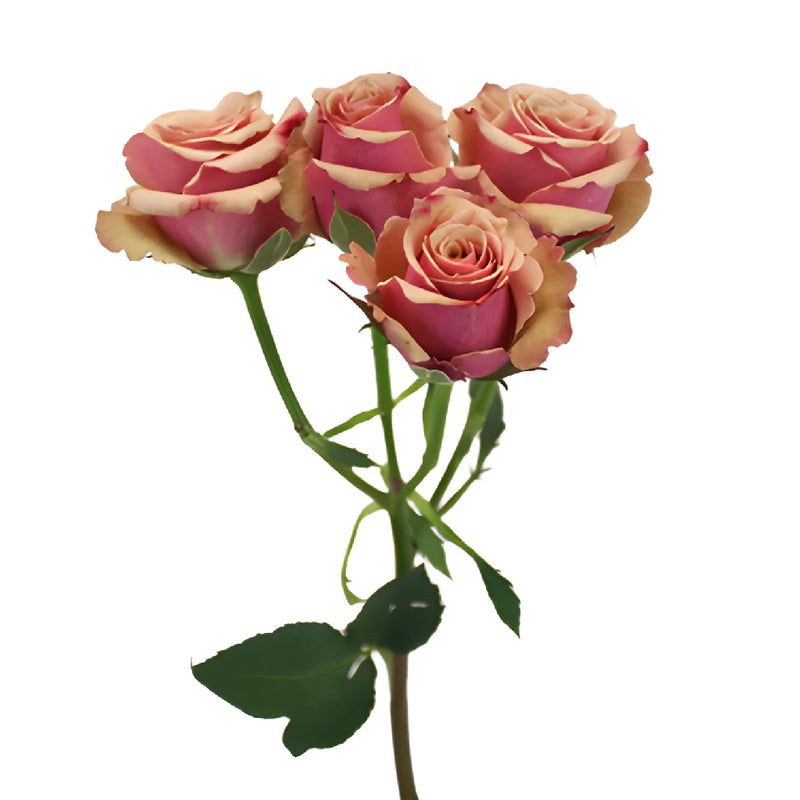 Antique Pink Spray Roses