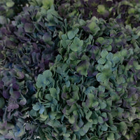 Antique Blue Jumbo Hydrangea Close Up - Image