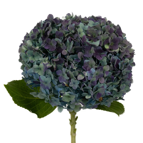 Antique Blue Jumbo Hydrangea Stem - Image