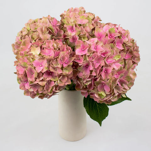 Antique Brushed Clover Dutch Hydrangeas Bunch in Vase