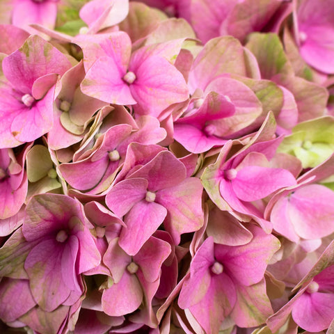 Antique Brushed Clover Dutch Hydrangeas Up Close