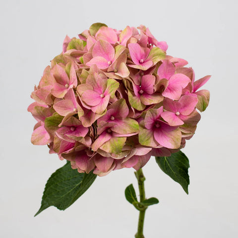 Antique Brushed Clover Dutch Hydrangeas Stem