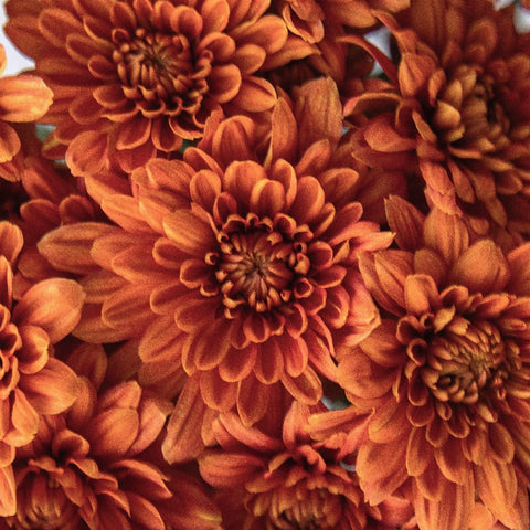 Antique Goldenrod Chrysanthemum Close Up - Image