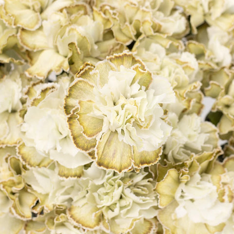 Antique Green Carnation Flowers Wholesale Close Up - Image