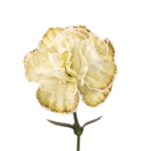Antique Green Carnation Flowers Wholesale Stem - Image