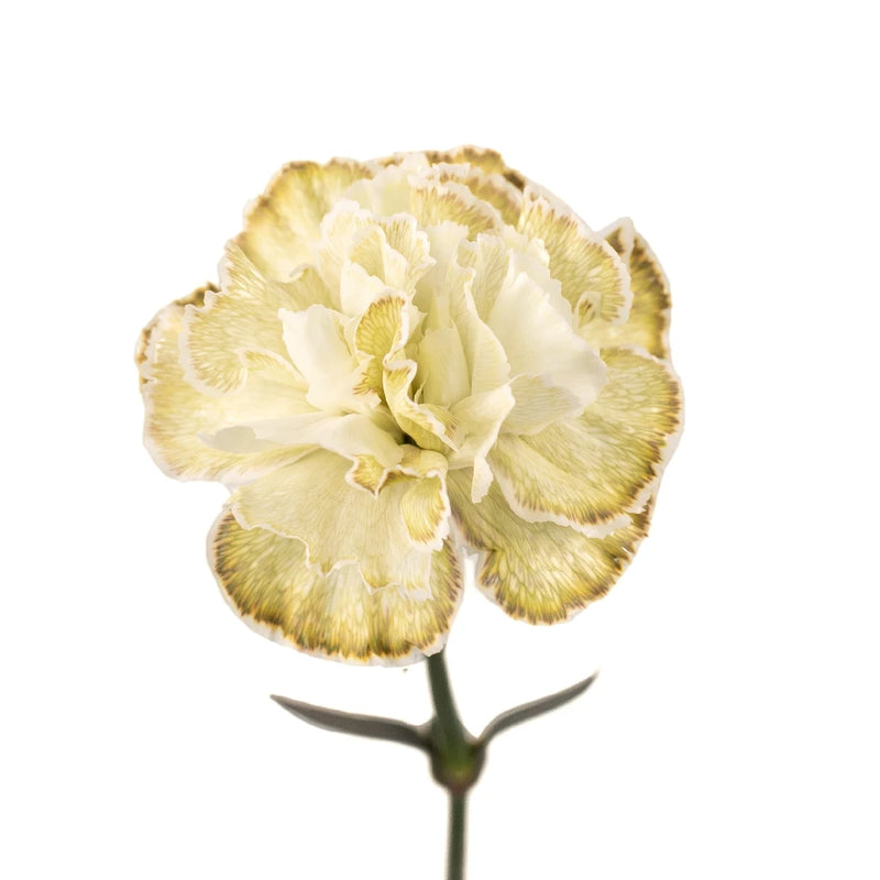 Antique Green Carnation Flowers Wholesale Stem - Image