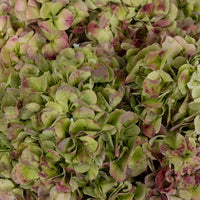 Antique Green Red Hydrangea Extra Large Close Up - Image