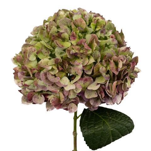 Antique Green Red Hydrangea Extra Large Stem - Image
