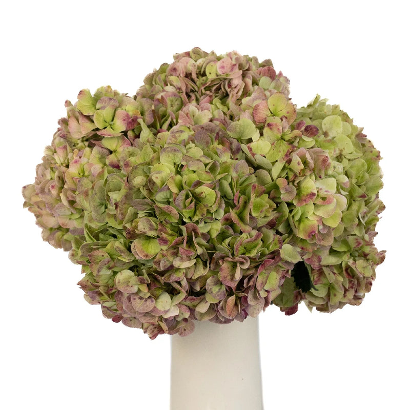 Antique Green Red Hydrangea Extra Large Vase - Image